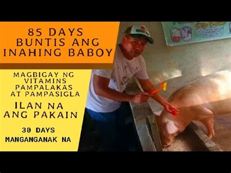 30 DAYS BAGO MANGANAK ANG BUNTIS NA INAHING BABOY YouTube