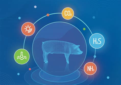 养猪新技术 现代科学养猪新技术 养猪新技术与实例 猪好多网