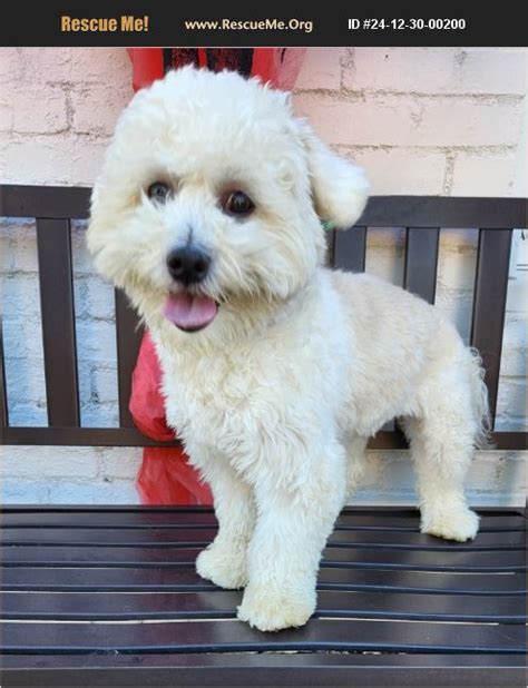 ADOPT 24123000200 Bichon Frise Rescue North Carolina