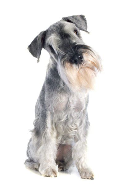 Standard Schnauzers For Sale Standard Schnauzer Puppies For Sale