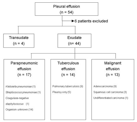 Pleural Effusion Pathophysiology Diagram