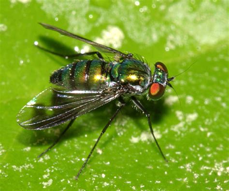 Long Legged Fly Condylostylus Patibulatus BugGuide Net