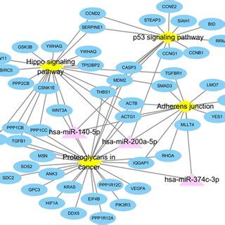 Predicted Network Of Differentially Expressed MiRNAs Three By