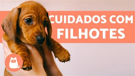 Como Cuidar De Um Cachorro Filhote Guia Completo Youtube