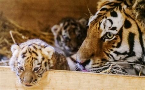 Tiny Triumphs British Longleat Safari Park Celebrates The First Birth