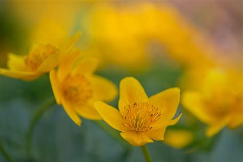 Marsh Marigold Flowers Plants Free Photo On Pixabay Pixabay