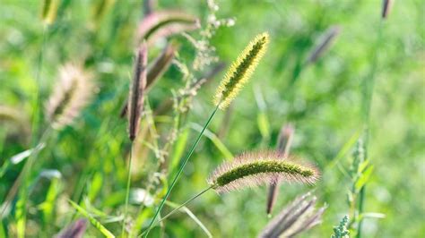 What Is Foxtail Grass? | Angi