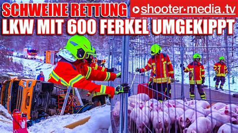 LKW Mit 600 FERKEL UMGEKIPPT In STEIGE Feuerwehr Rettet 500