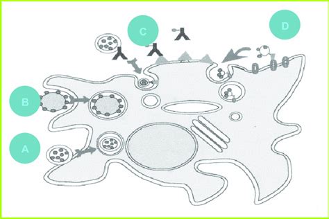 Strat Gies De Ciblage Des Photosensibilisateurs Vis Vis Des Cellules