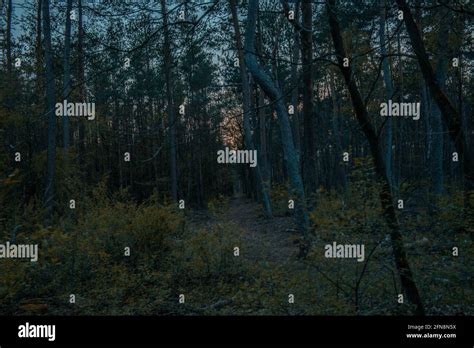 Dark dense forest in the evening Stock Photo - Alamy