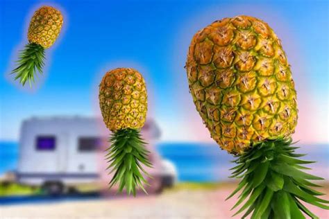 what does an upside down pineapple mean - AutoMobile World