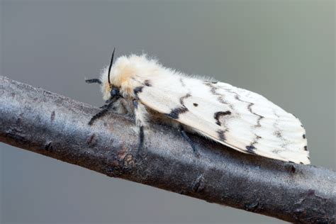 Gypsy Moth Life Cycle