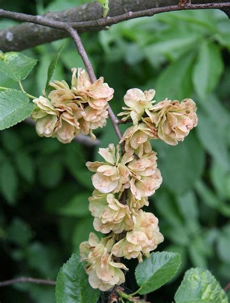 Chinese Elm Tree SEEDS | Etsy