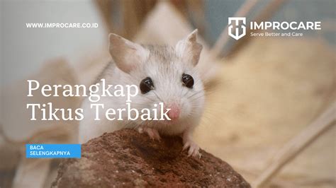 Perangkap Tikus Terbaik - PT Mahaka Improcare Indonesia