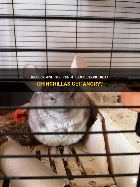 Understanding Chinchilla Behaviour Do Chinchillas Get Angry Petshun