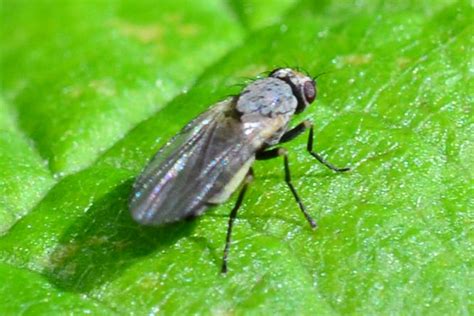 Diptera Info Discussion Forum Female Of Agromyzidae