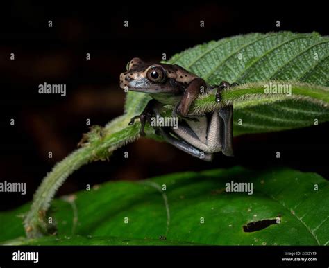 Mapa treefrog boana geographica fotografías e imágenes de alta