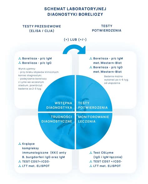 Diagnostyka Boreliozy Kiedy I Jakie Badania
