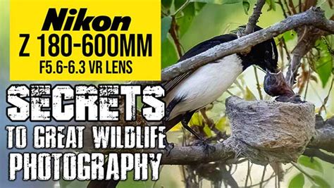 Nikon Z 180-600mm SECRETS To Great Wildlife Photography