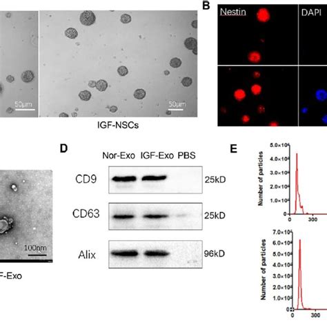 Characteristics Of Neural Stem Cells Nscs And Exosomes Derived From