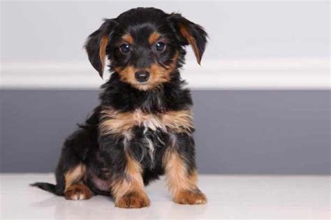 Dachshund Yorkie Mix For Sale | PETSIDI