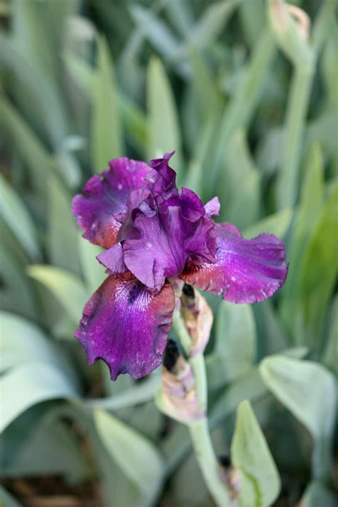 Boise Daily Photo Garden Shot Purple Iris With Reddish Center