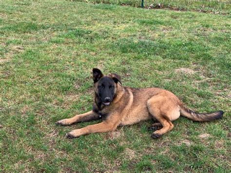 Mâle Malinois LOF à vendre Petite Annonce chien