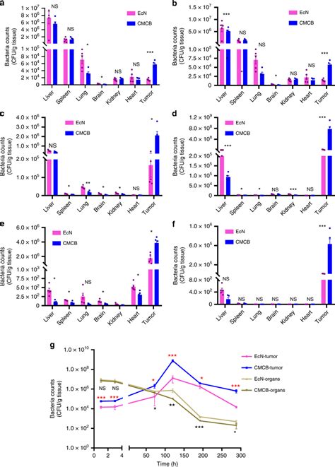 Biodistribution Of Bacteria In Tumor Bearing Mice 4T1 Tumor Bearing