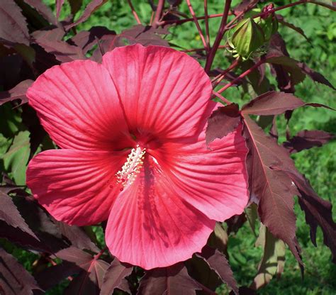 Hibiscus Carousel Pink Passion