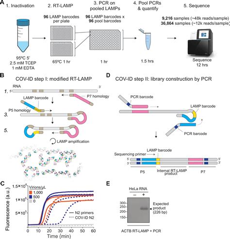 A LAMP Sequencing Approach For High Throughput Co Detection Of SARS CoV