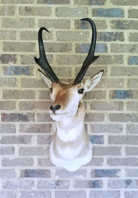 Vintage Pronghorn - Etsy