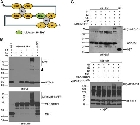 NtRFP1 Functions As An E3 Ubiquitin Ligase And Mediates BC1 Protein