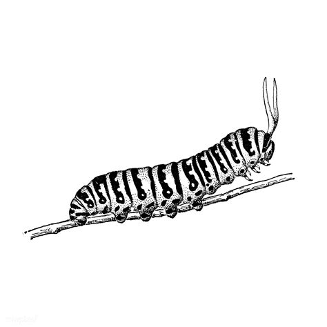 Illustration Of A Caterpillar Premium Image By