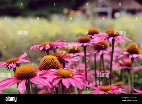 Echinacea Purpurea Pink Shimmer Coneflower In Bloom In The Summer