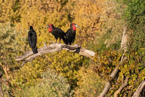 Southern Ground Hornbill Facts - Lifespan, Habitat & Diet