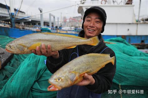 一夜暴富！渔民一网大黄鱼卖出957万天价，野生大黄鱼价值何在？ 知乎