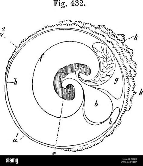 . The comparative anatomy of the domesticated animals. Veterinary ...