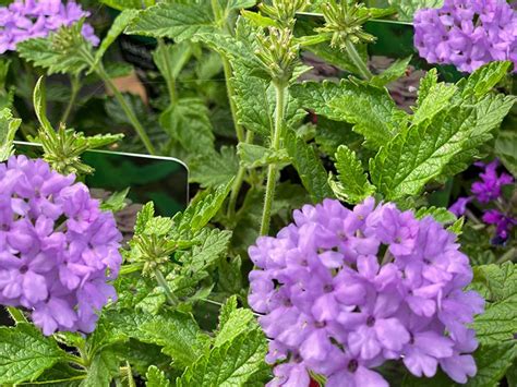 Verbena Hardy La France In 15l Pot Merryhatton Garden Centre