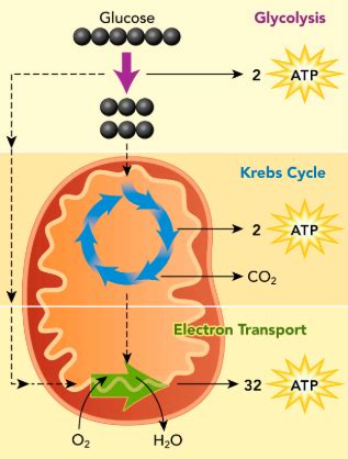 Stages Of Cellular Respiration Miller And Levine