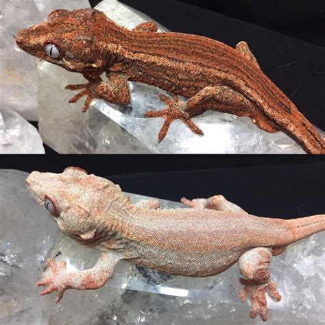 The Ultimate Guide To Gargoyle Gecko Care Reptifiles