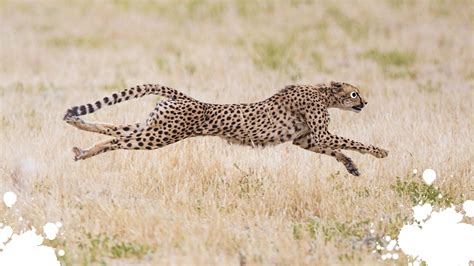 15 Interesting Cheetah Facts Your Never Knew Beano