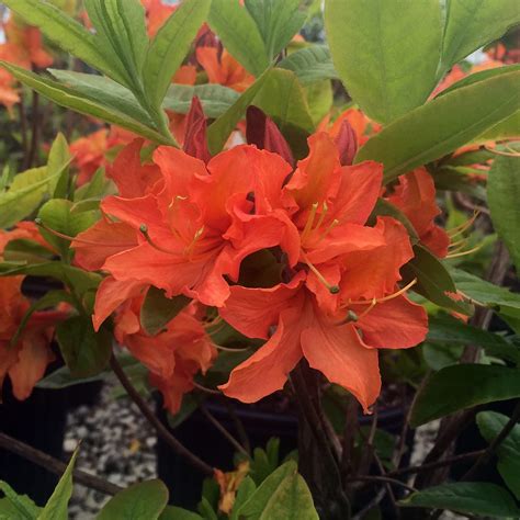 Rhododendron Mandarin Lights Midwest Groundcovers Llc