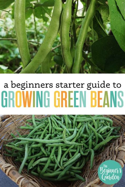 How To Grow Green Beans Beginners Starter Guide The Beginners Garden