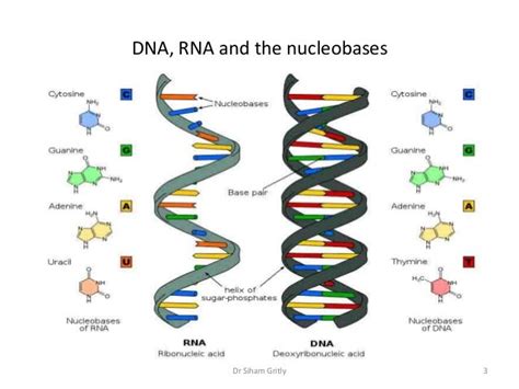 5 Nucleotides And Nucleic Acids Lecture