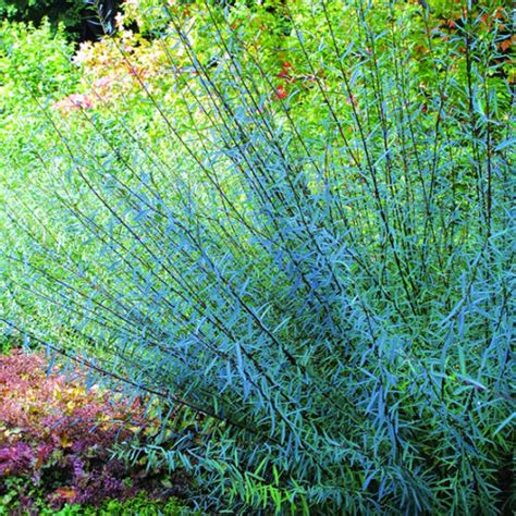 Dwarf Purple Willow Fine Gardening