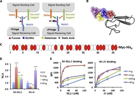 Deciphering The Fringe Mediated Notch Code Identification Of