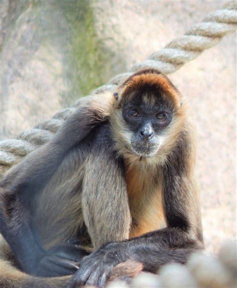 Spider Monkey - Timbavati Wildlife Park