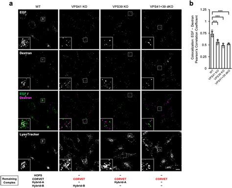 Different Localisation Of Receptor Mediated Endocytosis And Pinocytosis Download Scientific