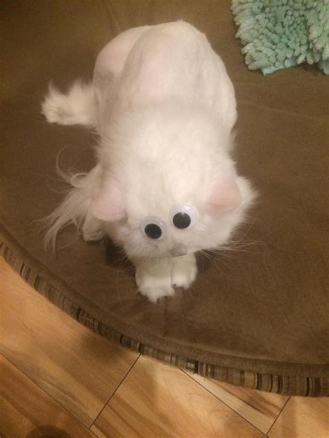 I put googly eyes on my cat - Meme Guy