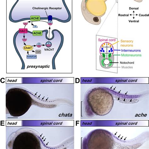 Spatiotemporal Acetylcholinesterase Enzymatic Activity Pattern In The